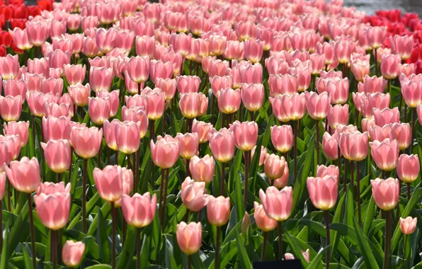 Tulips, pink, a lot