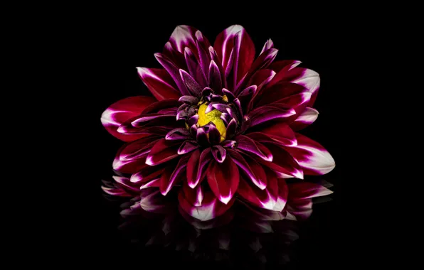Picture flowers, red, reflection, black background, Burgundy, raspberry, dahlias