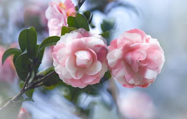 Flowers, pink, bokeh, Camellia, Camellia