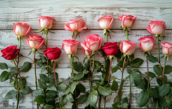 Flowers, holiday, Board, roses, bouquet, red, pink, March 8