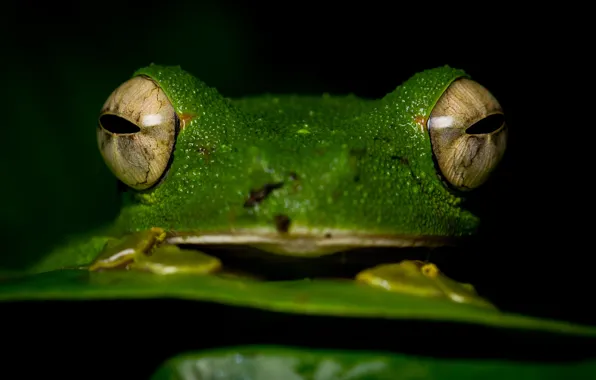 Animals, eyes, macro, close-up, frog, black background, face, green