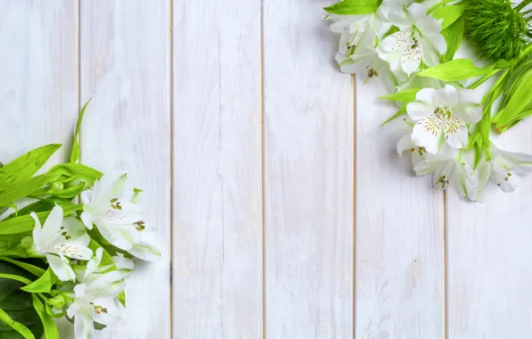 Flowers, White, Background, Alstroemeria