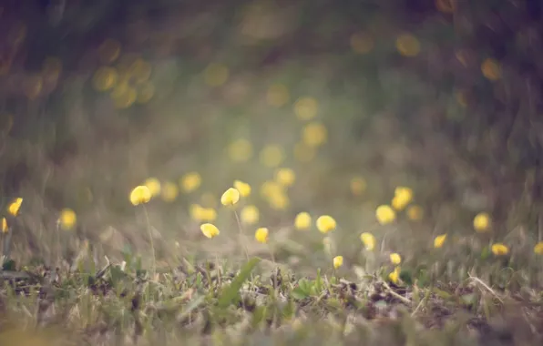 Picture flowers, yellow, petals