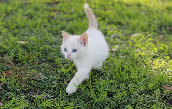 White, grass, kitty, blue-eyed