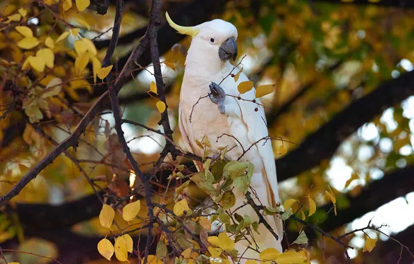 Picture leaves, branches, bird, parrot, Big jeltuhay cockatoo, Cockatoo