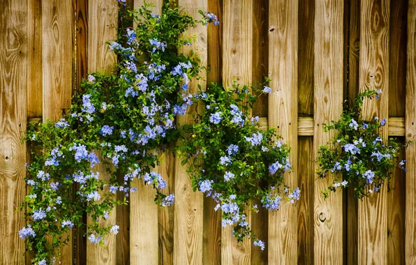 Picture flowers, the fence, blue
