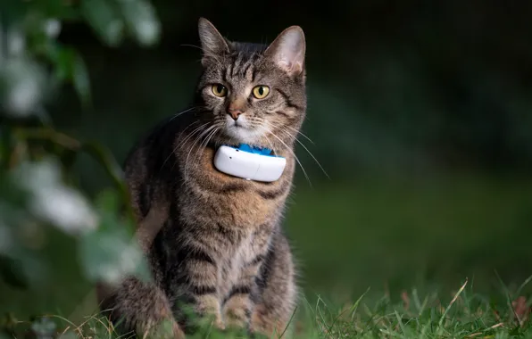 Gps pet tracker cat sale