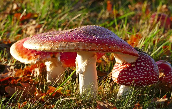 Grass, macro, light, glade, mushrooms, hats, Amanita, bokeh