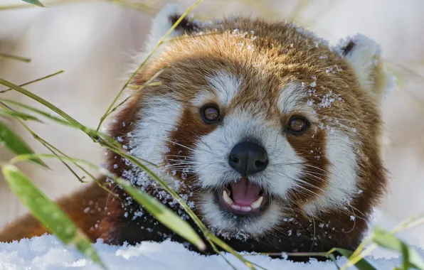 Picture red Panda, snow, winter, bamboo, firefox, ©Tambako The Jaguar, face, red Panda