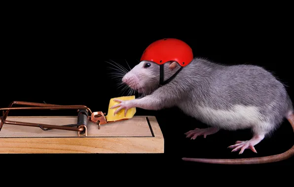 Picture mouse, cheese, mousetrap, black background, helmet, rat, security