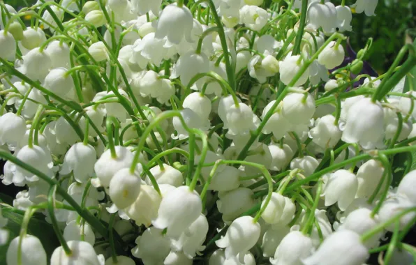 Flowers, bouquet, spring, white, lilies of the valley, Lily of the valley