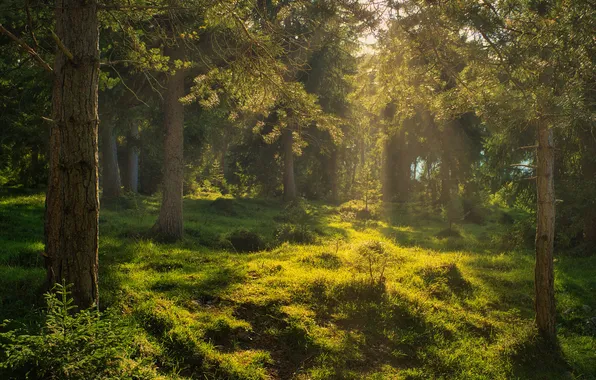 Greens, forest, grass, rays, light, branches, nature, glade