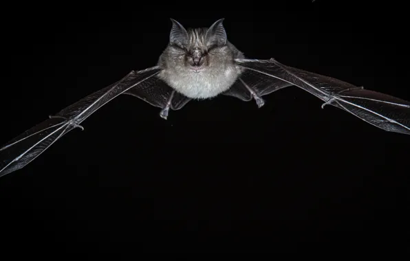 Nature, background, bat