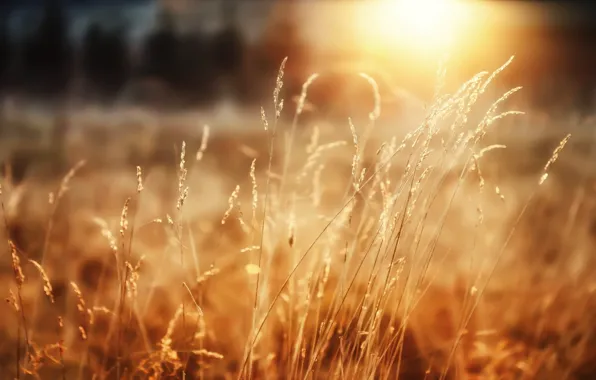 Wheat, forest, grass, the sun, joy, morning, macro Wallpaper