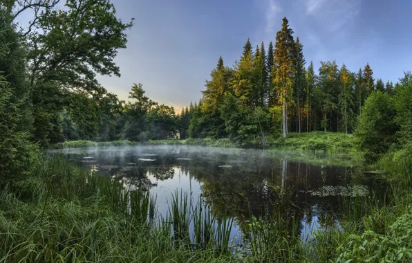 Picture forest, nature, lake