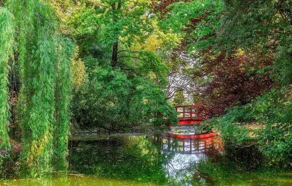 Bridge, Lake, Trees, Park