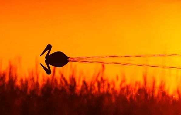 Grass, sunset, lake, reflection, trail, mirror, solar, Pelican