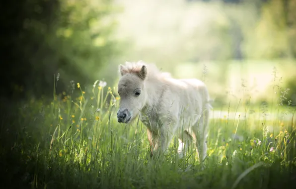 Field, summer, grass