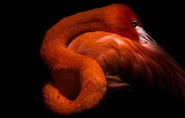 Look, light, pose, bird, wings, feathers, black background, Flamingo
