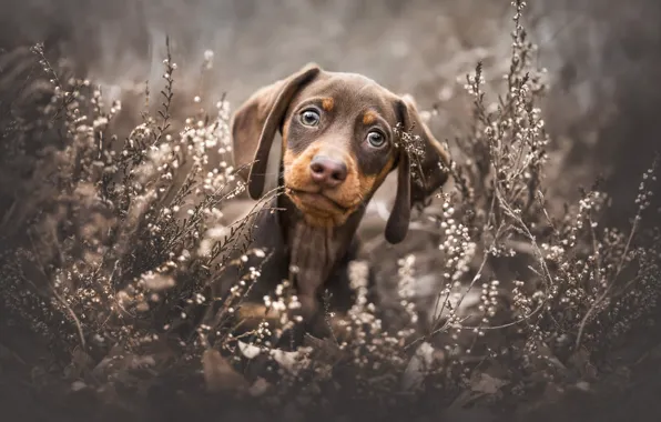 Sadness, look, flowers, nature, glade, portrait, dog, puppy