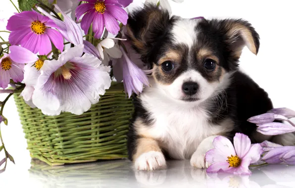 Flowers, basket, dog, puppy, Chihuahua, kosmeya, mallow