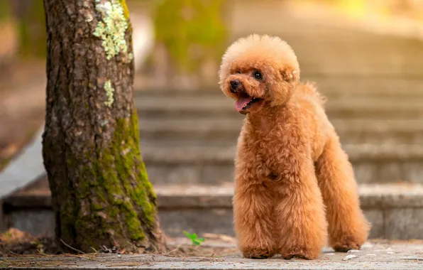 Look, light, nature, Park, tree, dog, red, ladder