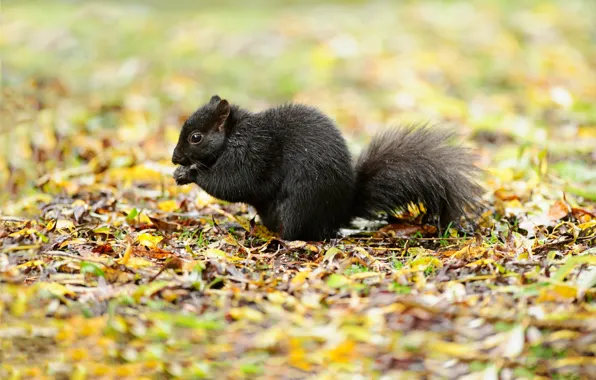 Picture leaves, nature, black, protein, bokeh, Squirrel Black