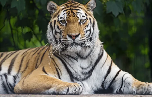 Picture cat, tiger, Amur, ©Tambako The Jaguar