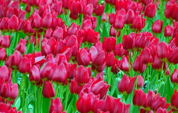 Field, flowers, red, stems, spring, petals, tulips, green