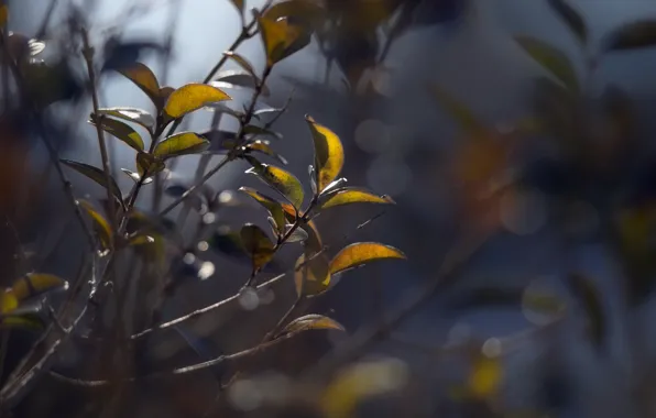 Macro, branches, nature