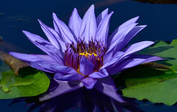 Flower, background, petals, lilac, Nymphaeum, water Lily