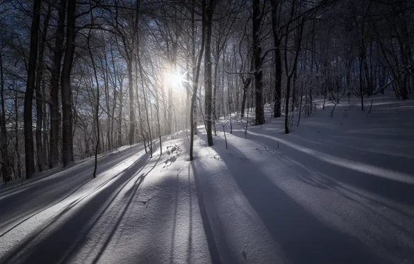 Picture winter, forest, light, snow, morning