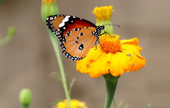 Flower, macro, butterfly, wings, beautiful, closeup, marigolds