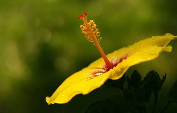 Macro, yellow, focus, petals, hibiscus