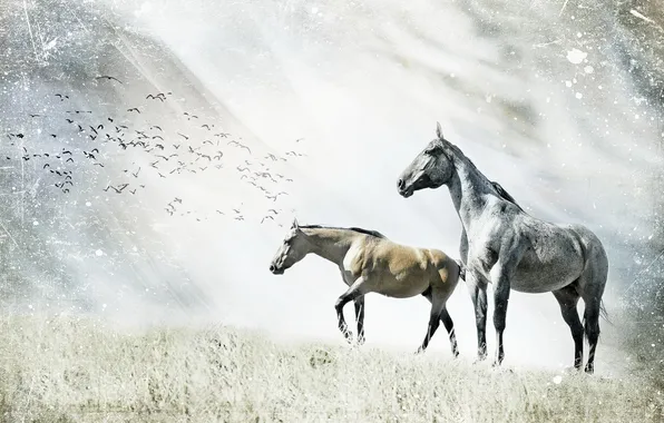 Picture nature, style, horses