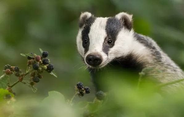 Look, portrait, face, badger, golden background