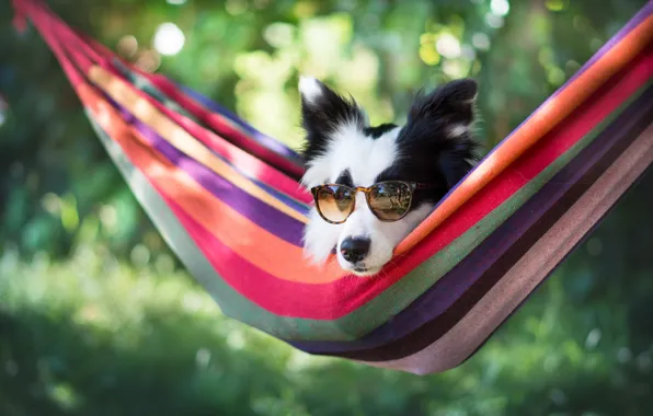 Face, dog, glasses, hammock, bokeh, The border collie
