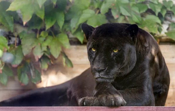 Face, stay, foliage, predator, paws, Panther, wild cat, black Jaguar