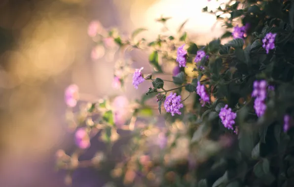 Flowers, nature, background