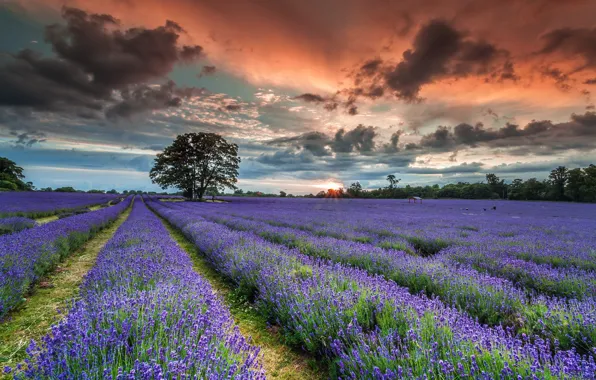 Picture Sunset, Summer, English Lavender