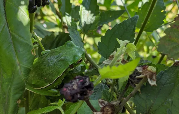 Green, nature, frog, leaves, fence, blackberry, camouflage, ripe