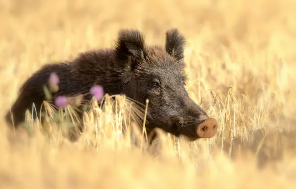 Field, summer, boar