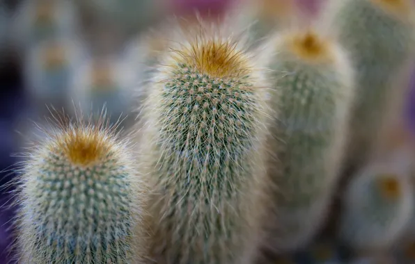 Macro, needles, cacti
