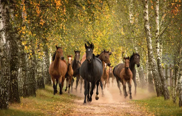 Road, forest, nature, horse, horse, horses, horse, running