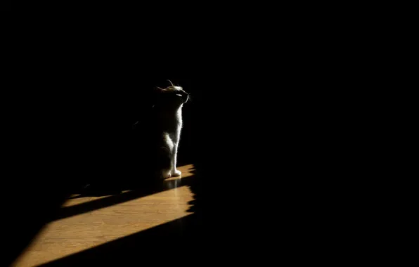 Picture cat, light, house, shadow