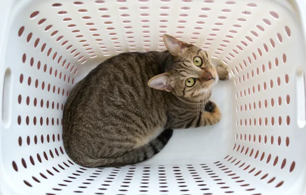 Cat, cat, look, grey, basket, face, the view from the top, tabby