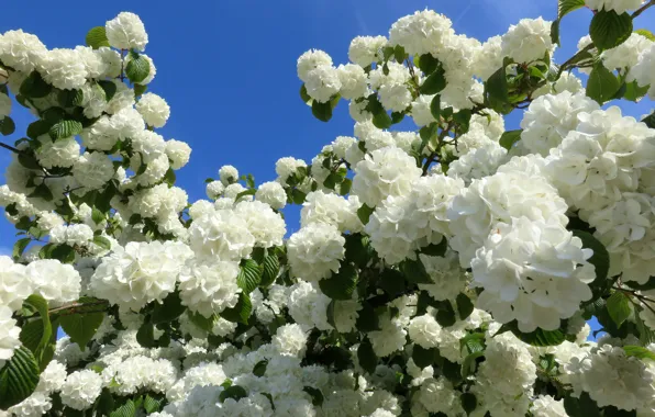 White, the sky, balls, Bush, spring, Kalina