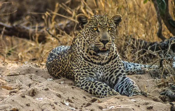 Picture sand, predator, leopard, wild cat