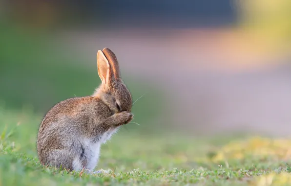 Summer, grass, morning, hare