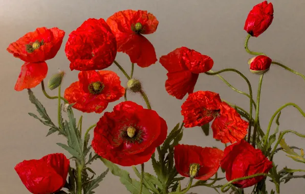 Picture nature, Maki, petals